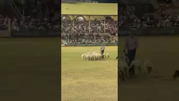 开局两条狗，群演一群羊！-Brisbane EKKA