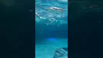 黄金海岸 Sea world的企鹅。