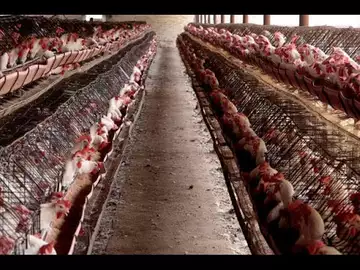 What to Know About Bird Flu and Humans