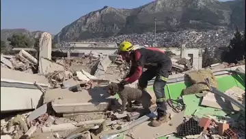 turkey rescues