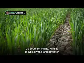 US Winter Wheat Crops Hit by Drought