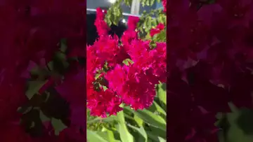 On the pruned vine, flowers bravely bloomed in clusters-04
