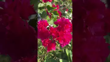 On the pruned vine, flowers bravely bloomed in clusters-01
