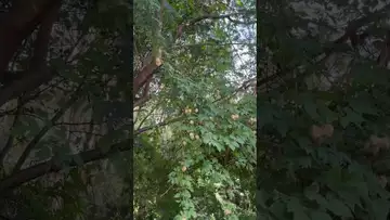 这是花还是果