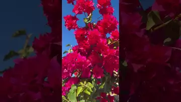On the pruned vine, flowers bravely bloomed in clusters-06