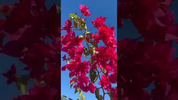 On the pruned vine, flowers bravely bloomed in clusters-03