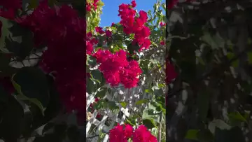 On the pruned vine, flowers bravely bloomed in clusters-07