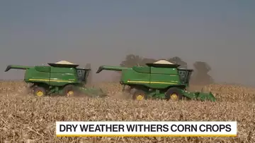 Zimbabwe May Import Corn From Brazil