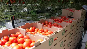 The Future of Sustainable Food Production in the Gulf