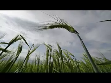 Russia's Grain Deal Exit Sends Wheat Prices Surging