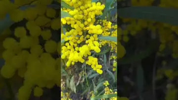 溪边的无名小花