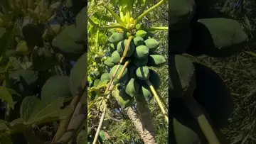 路边的木瓜树