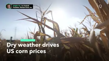 Will June Weather Make or Break US Corn Crops?