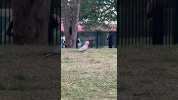 A graceful little bird