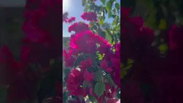 On the pruned vine, flowers bravely bloomed in clusters-08