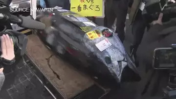Giant Tuna Sold for Nearly $800,000 at Tokyo Market New Year's Auction