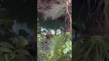 溪水边的鹭鸟