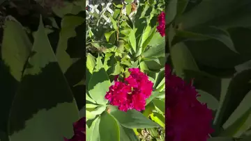 On the pruned vine, flowers bravely bloomed in clusters-02