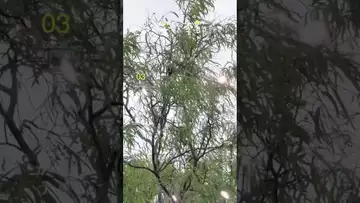初春の陽光と小鳥