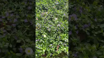 Little flowers and grass have love too.