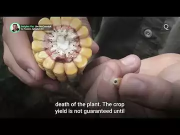 Excessive Heat Puts US Corn and Soybean Yields Under Pressure