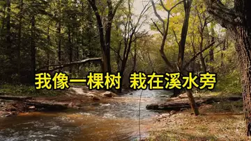 我像一棵树，栽在溪水旁   （出品：Dr Robert Lee）
