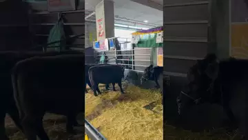 在澳洲，中学生是要养牛的！ Brisbane EKKA