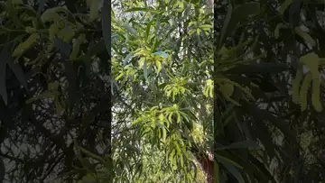 溪边无名花树