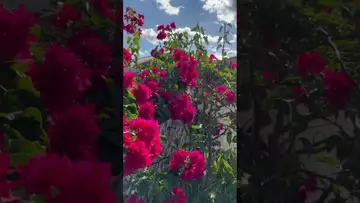 Thorny flowers