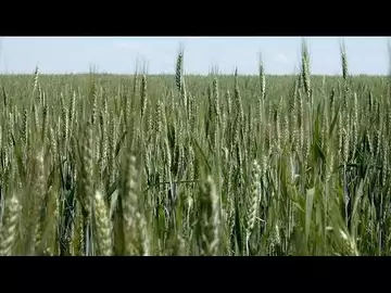Ukraine Working With Partners to Extend Grain Deals: Vysotskyi