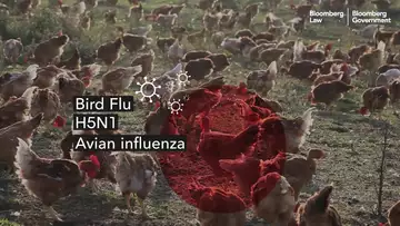 Is the Trump White House Doing Enough to Fight Bird Flu Spread?