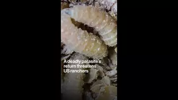 A Deadly Parasite’s Return Threatens US Ranchers Too Young to Remember It