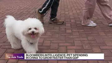 China: Fewer Weddings and Kids, More Pet