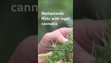 Marijuana isn’t legal in the Netherlands. Could that be about to change?