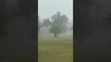 Walking through the forest in the morning mist-01