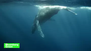 How AI Is Being Used to Save the Whales
