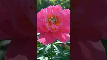 Do you like the peonies in full bloom?