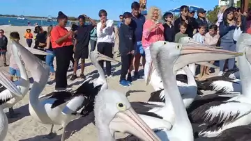 黄金海岸的pelican feeding大鸟公园