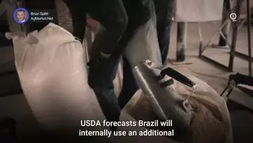 Will Brazil’s Bumper Corn Crop Challenge US Exports? | Presented by CME Group
