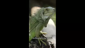 Invasive Beasts of the Florida Wild
