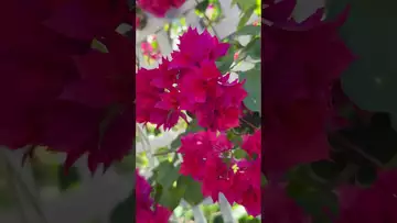 On the pruned vine, flowers bravely bloomed in clusters-09