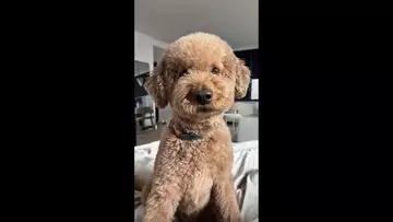 How Doodles Became a Billion-Dollar Industry #dog #shorts