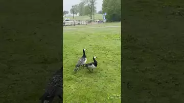 赫尔西基海边的鹅