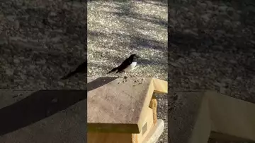 冬日阳光下的小鸟