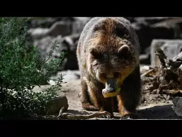 We're In a Bear Market Rally, Says Bowersock's Hill